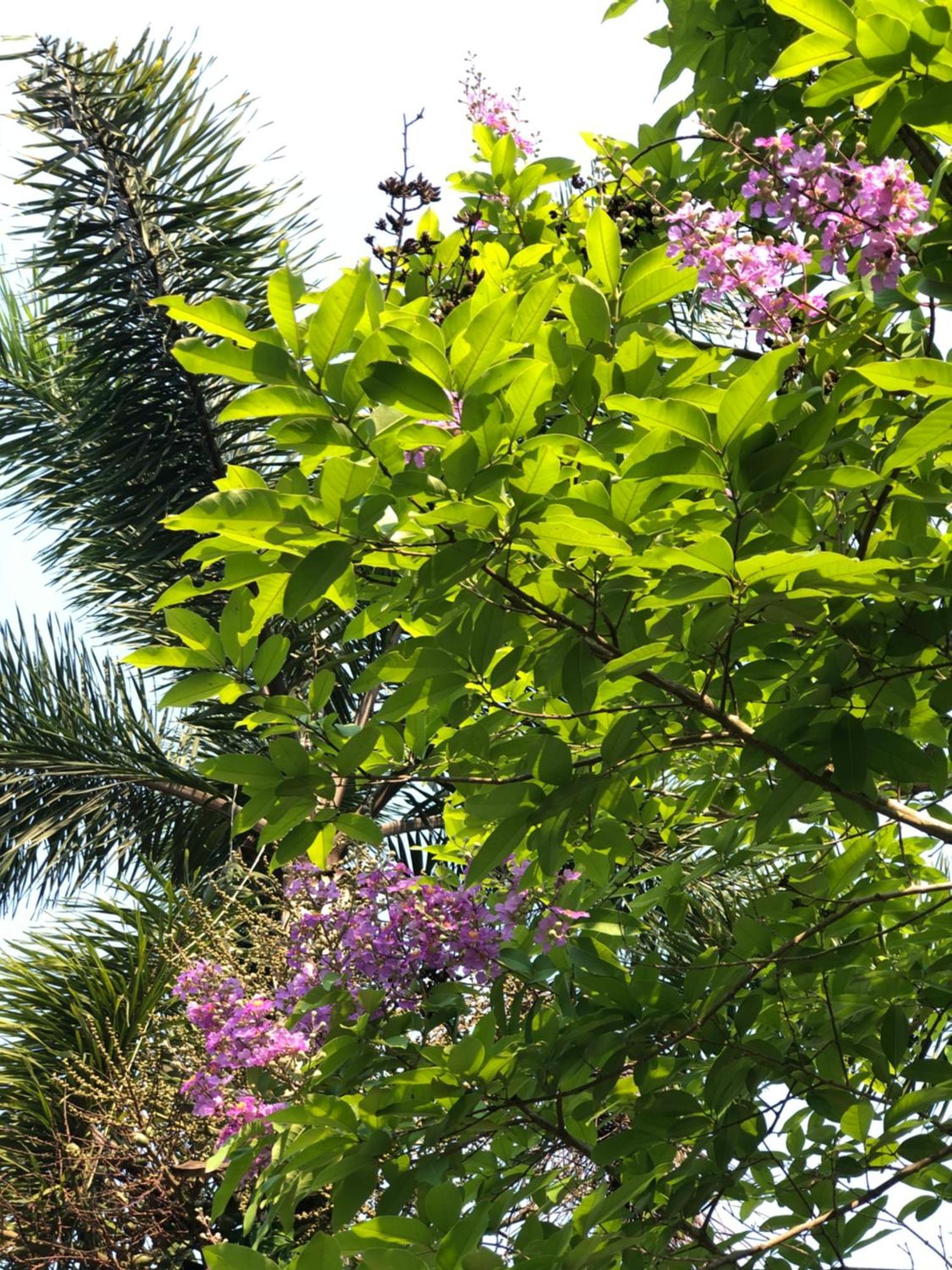 Pura Vida Pai Resort Dış mekan fotoğraf
