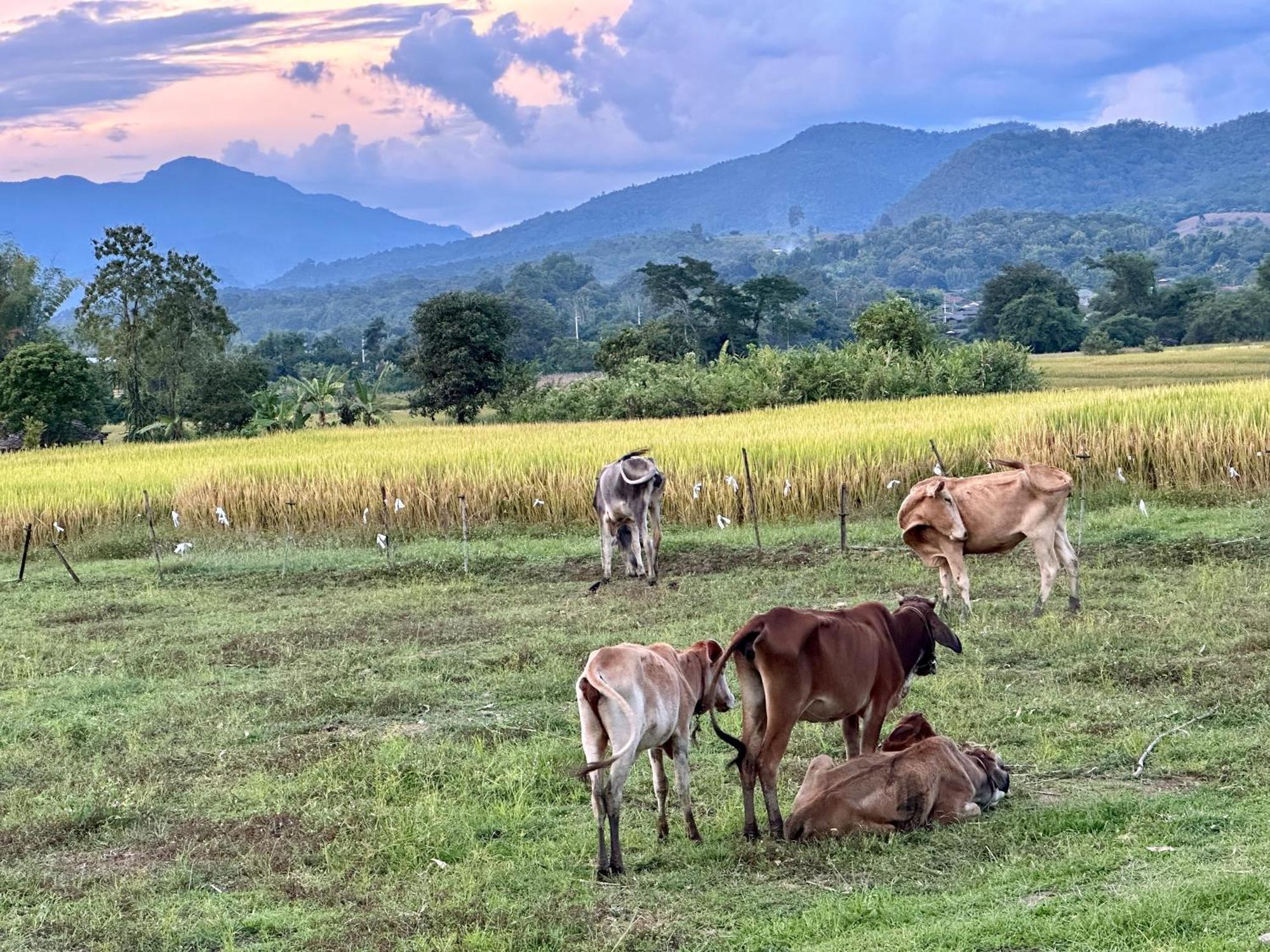 Pura Vida Pai Resort Dış mekan fotoğraf